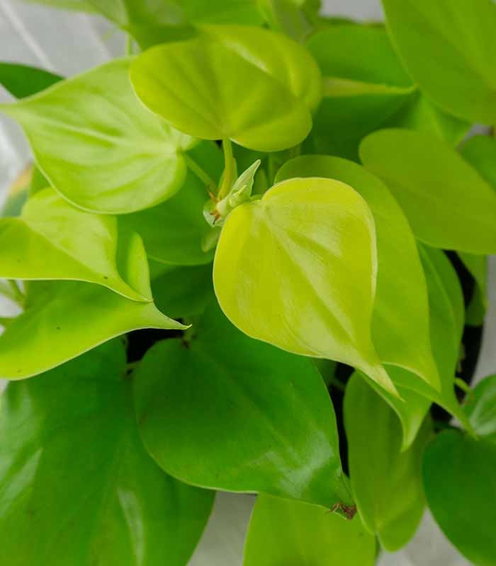 Filodendro scandens Lemon Lime