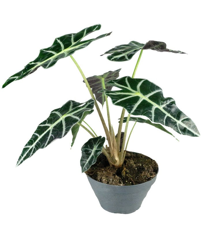 Alocasia Polly