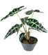 Alocasia Polly