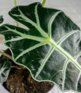 Alocasia Polly