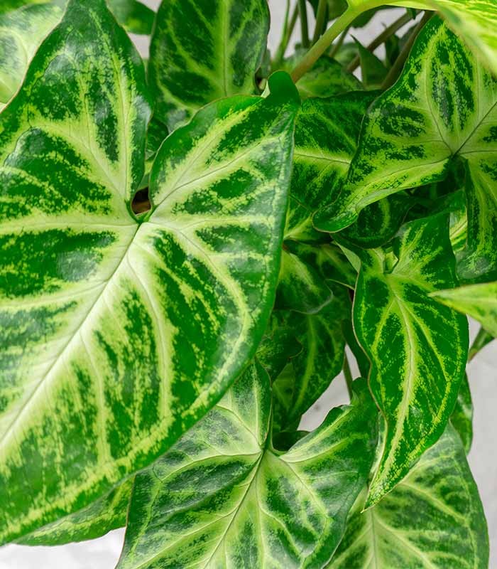Singonio variegato Arrow