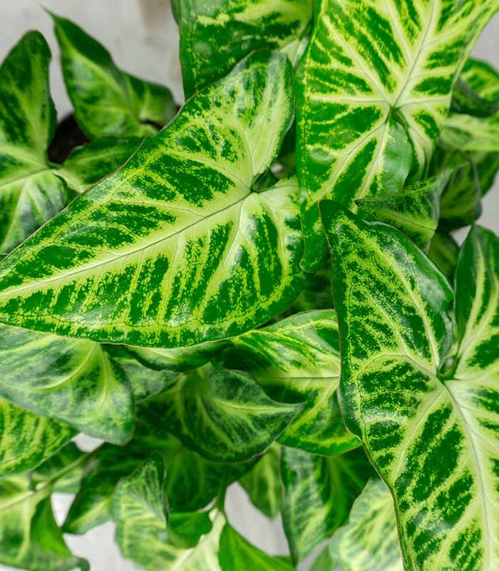 Singonio variegato Arrow