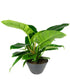 Filodendro Imperial Green