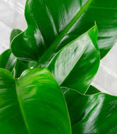 Filodendro Imperial Green