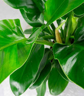 Filodendro Imperial Green
