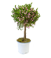 Boronia Crenulata alberello
