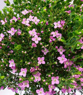 Boronia Crenulata alberello