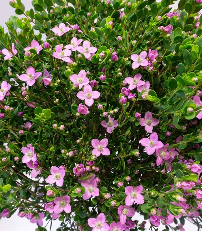 Boronia Crenulata alberello