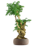 Araucaria Bonsai