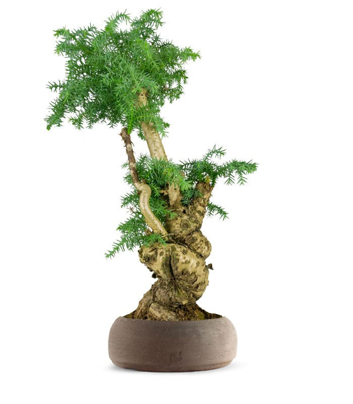 Araucaria Bonsai