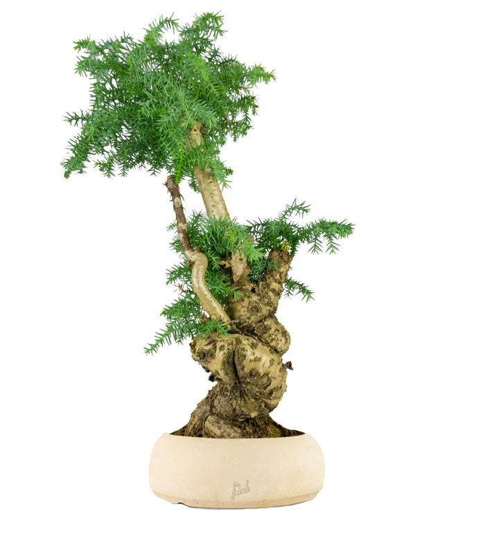 Araucaria Bonsai