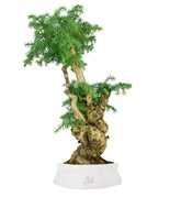 Araucaria Bonsai