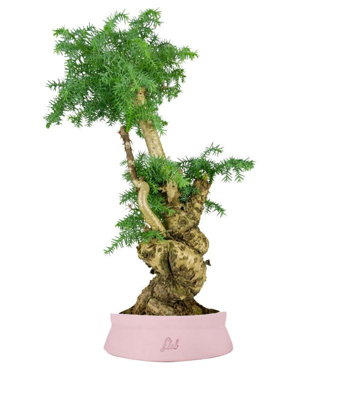 Araucaria Bonsai
