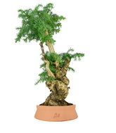 Araucaria Bonsai