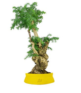 Araucaria Bonsai
