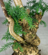 Araucaria Bonsai