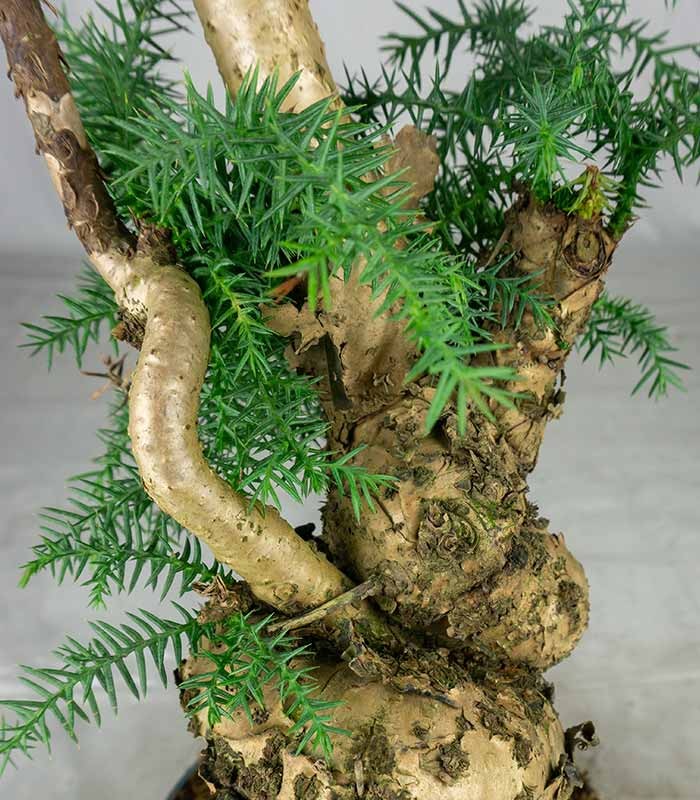 Araucaria Bonsai