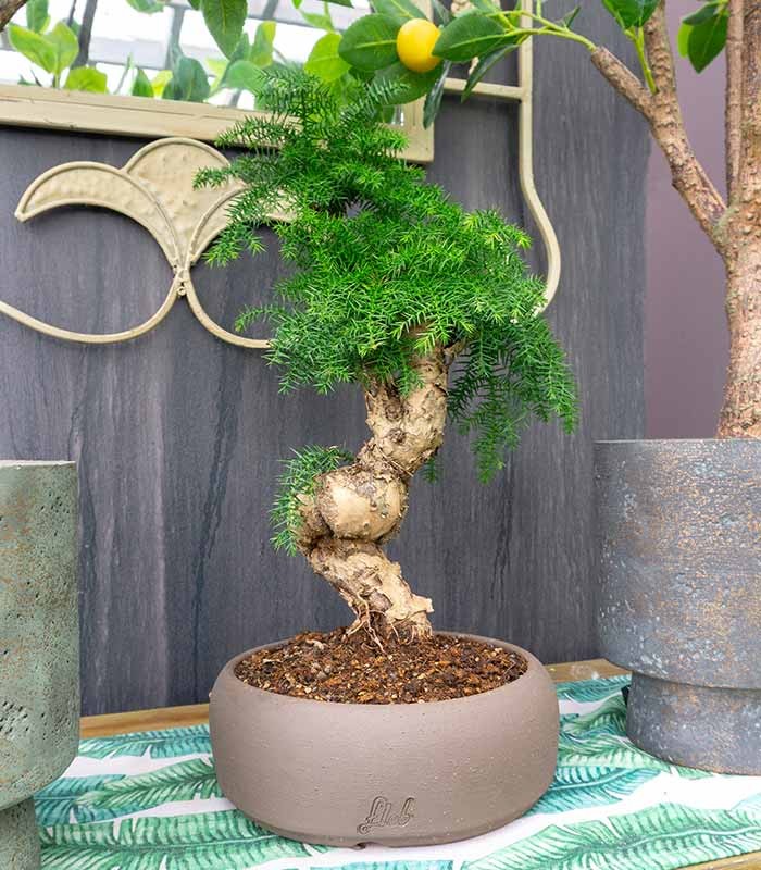 Araucaria Bonsai
