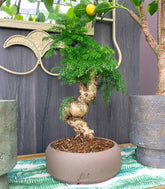 Araucaria Bonsai