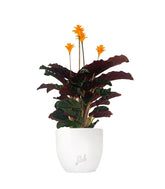 Calathea Crocata