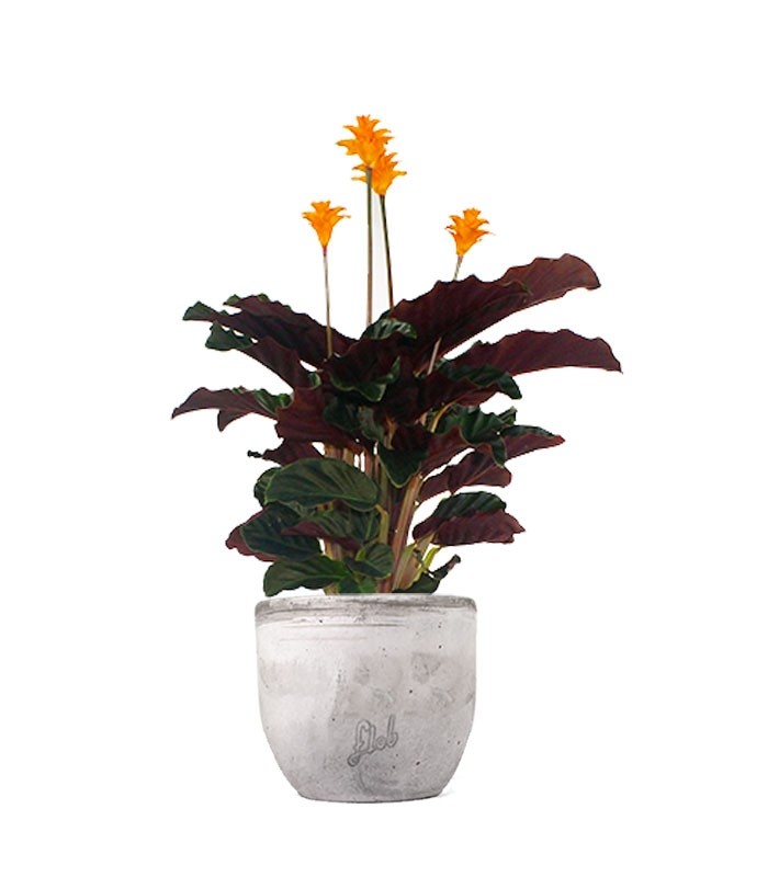 Calathea Crocata