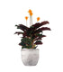 Calathea Crocata
