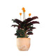 Calathea Crocata
