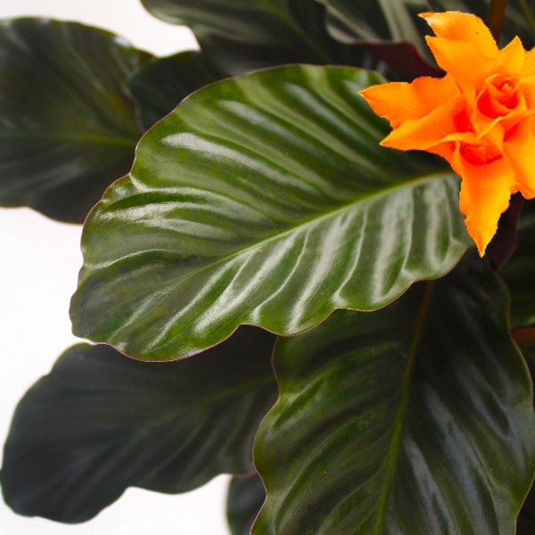 Calathea Crocata