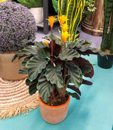 Calathea Crocata