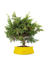 Ginepro Chinensis Itoigawa Bonsai