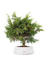 Ginepro Chinensis Itoigawa Bonsai