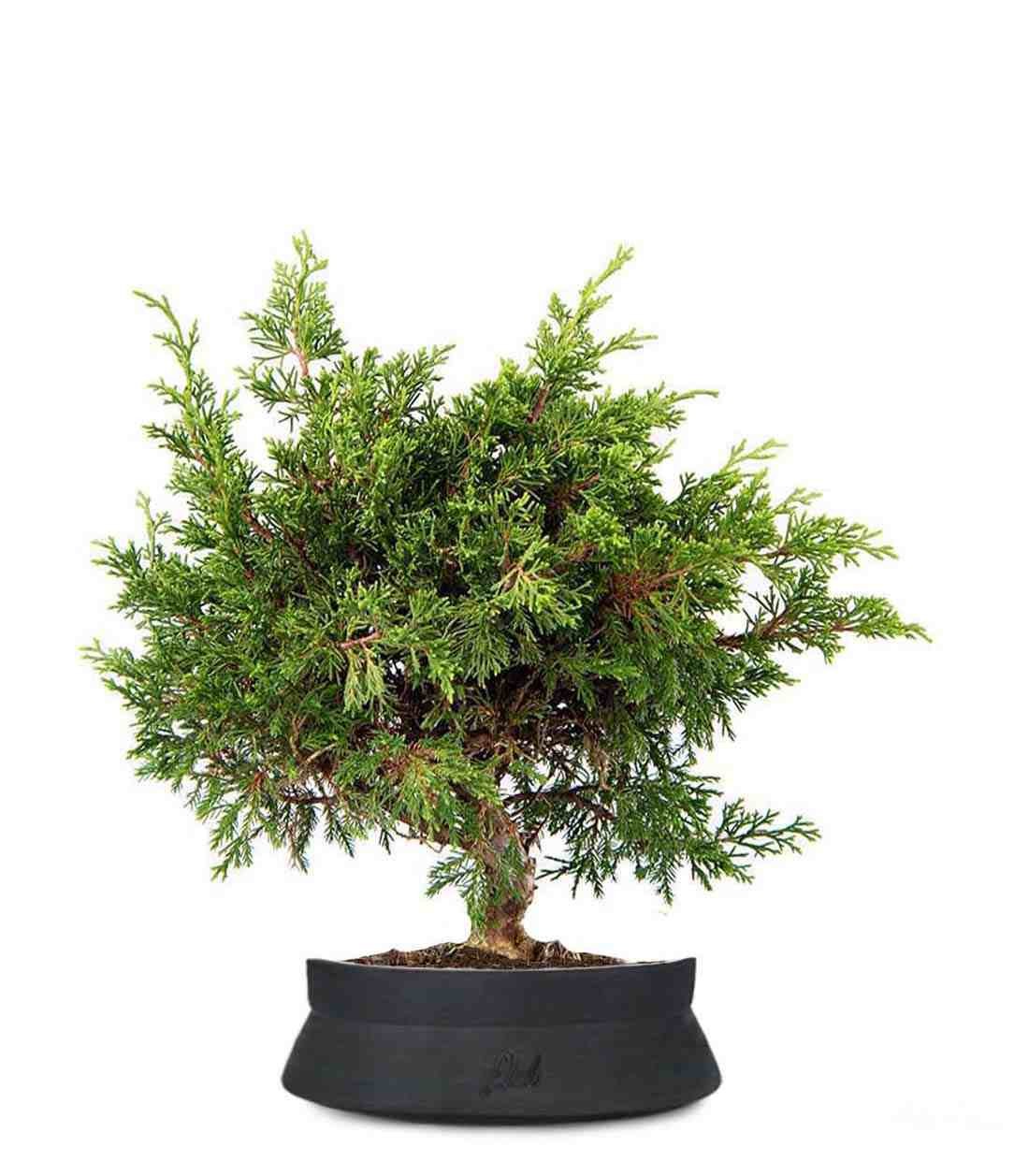 Ginepro Chinensis Itoigawa Bonsai