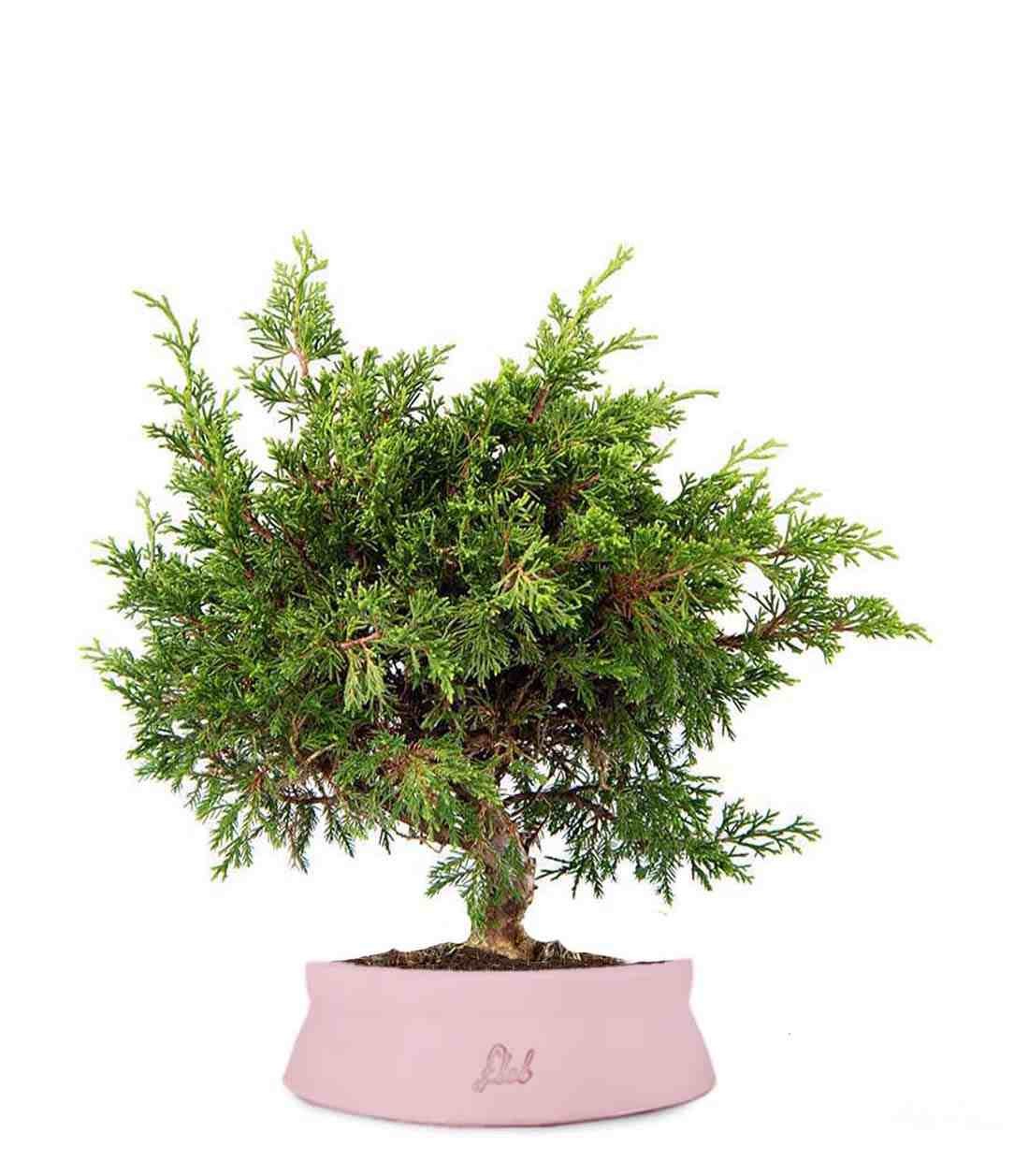 Ginepro Chinensis Itoigawa Bonsai