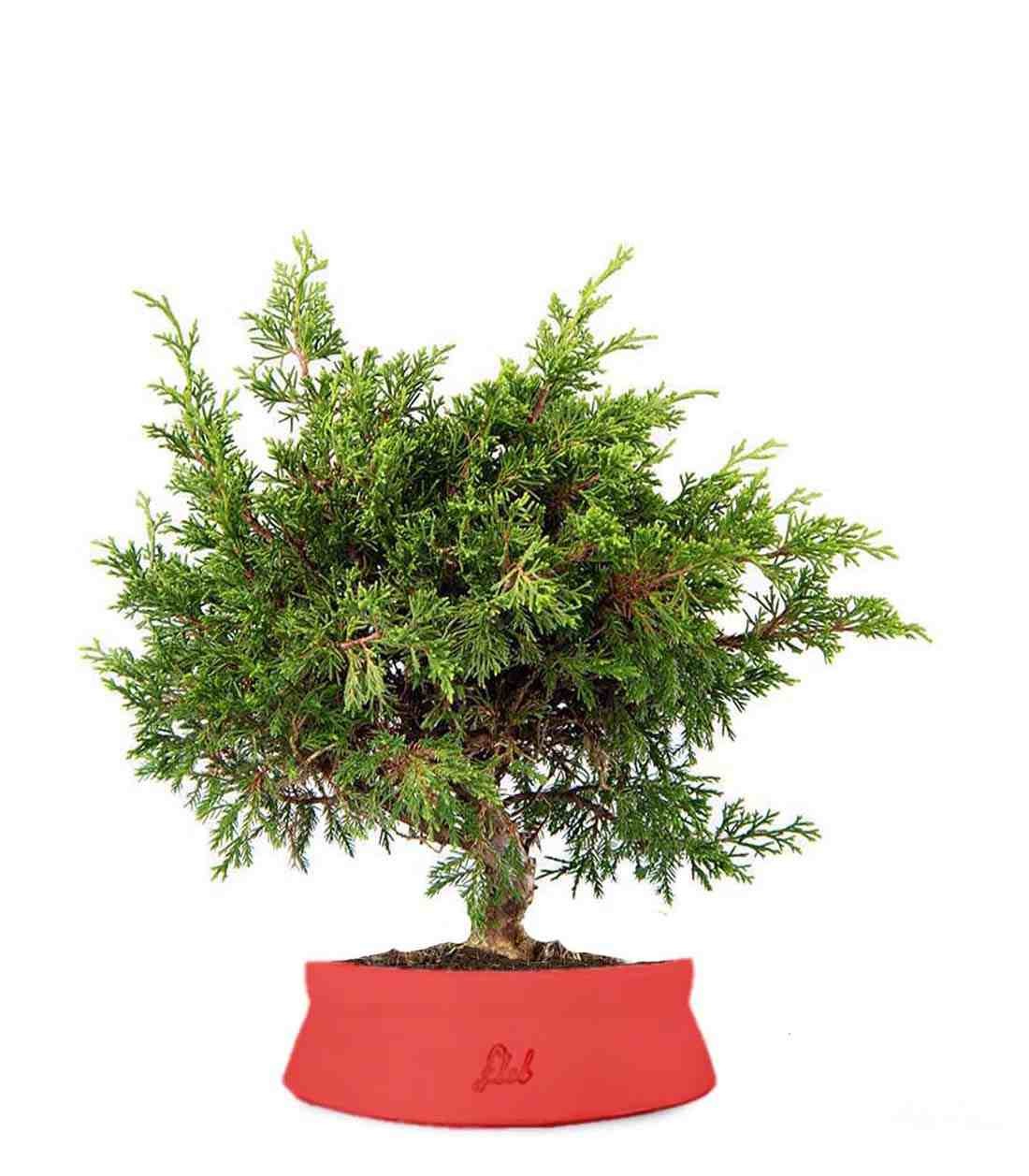 Ginepro Chinensis Itoigawa Bonsai