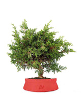 Ginepro Chinensis Itoigawa Bonsai