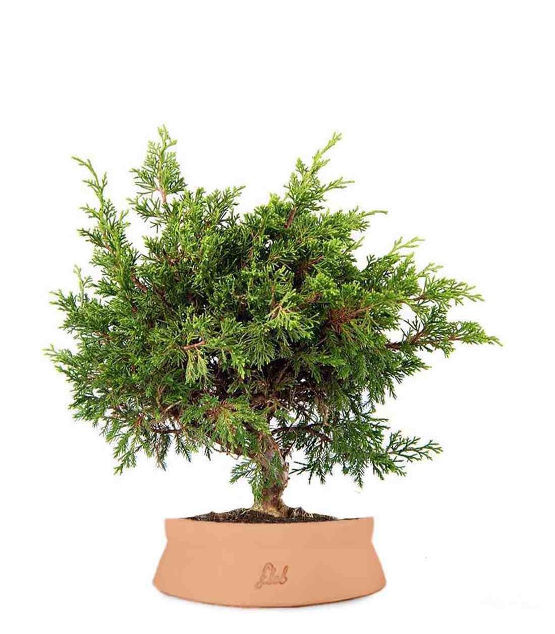 Ginepro Chinensis Itoigawa Bonsai