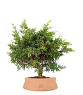 Ginepro Chinensis Itoigawa Bonsai