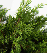 Ginepro Chinensis Itoigawa Bonsai