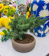 Ginepro Chinensis Itoigawa Bonsai