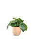 Peperomia Watermelon
