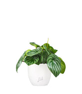 Peperomia Watermelon