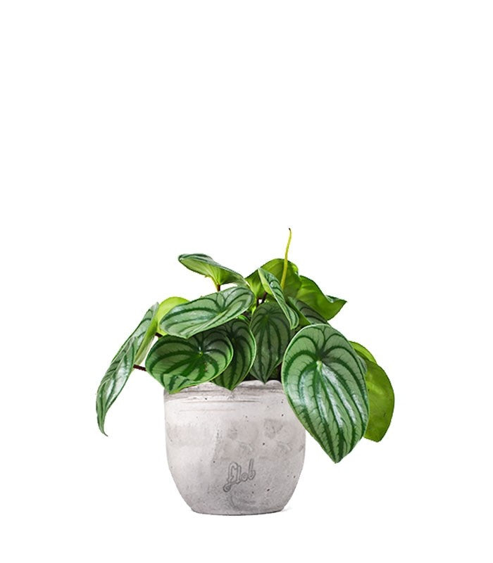 Peperomia Watermelon