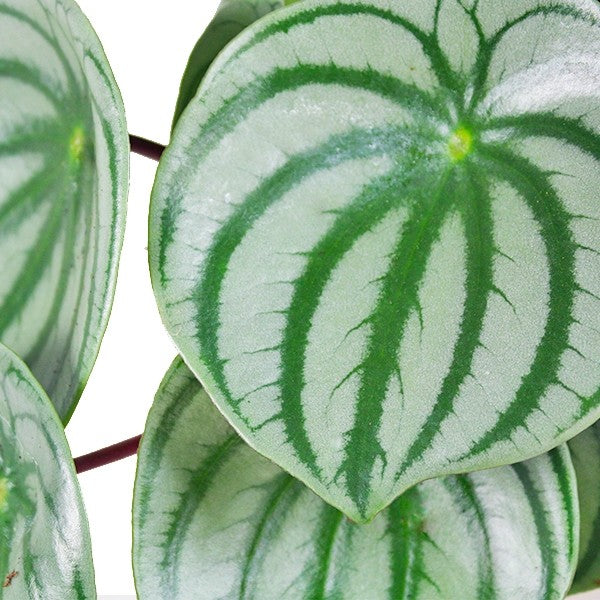 Peperomia Watermelon