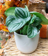 Peperomia Watermelon