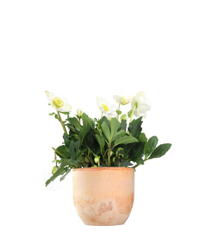 Rosa di Natale