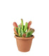 Kalanchoe oricola