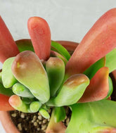 Kalanchoe oricola