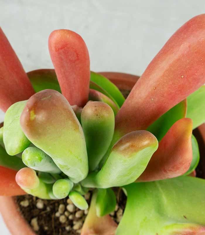 Kalanchoe oricola