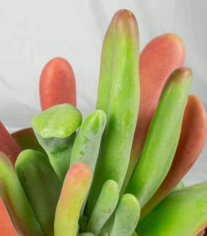 Kalanchoe oricola