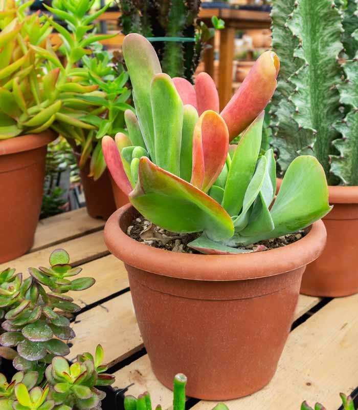Kalanchoe oricola